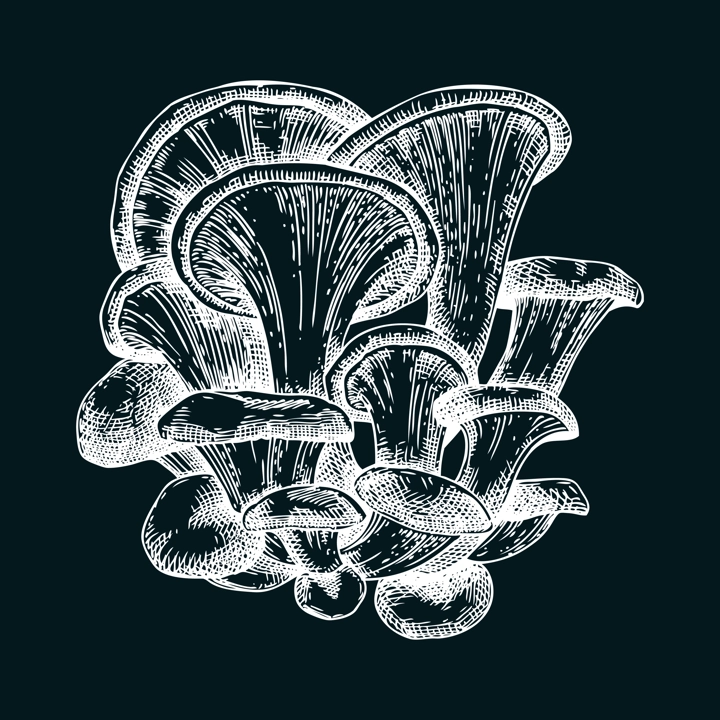 Oyster mushroom sketch. Hand drawn edible fungus illustration. Fungal protein, mycoprotein source, plant-based product ingredient, healthy food design element. Forest plant on chalkboard